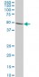IMPDH1 Antibody (monoclonal) (M01)